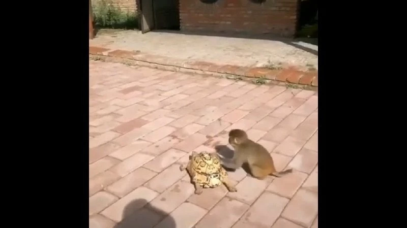 Όταν η χελώνα πάει αργά, μια μαϊμού σώζει την κατάσταση (βίντεο)